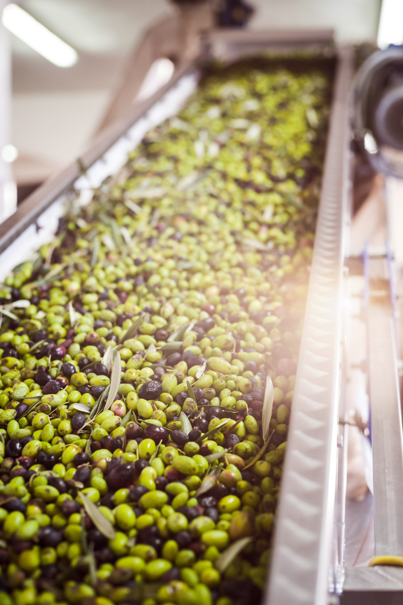 Making of Olive Oil