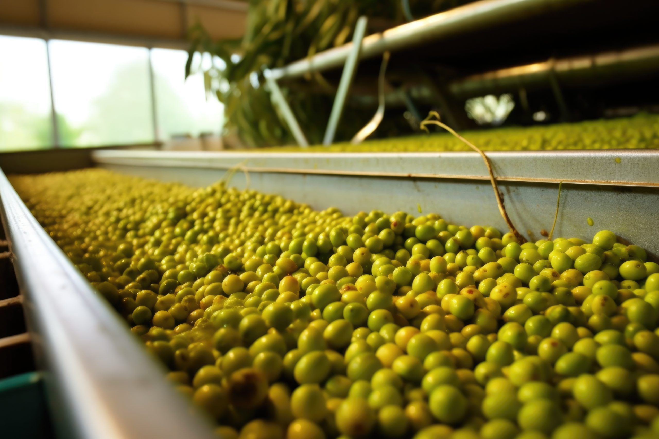 freshly harvested olives on a conveyor belt in processing facility
