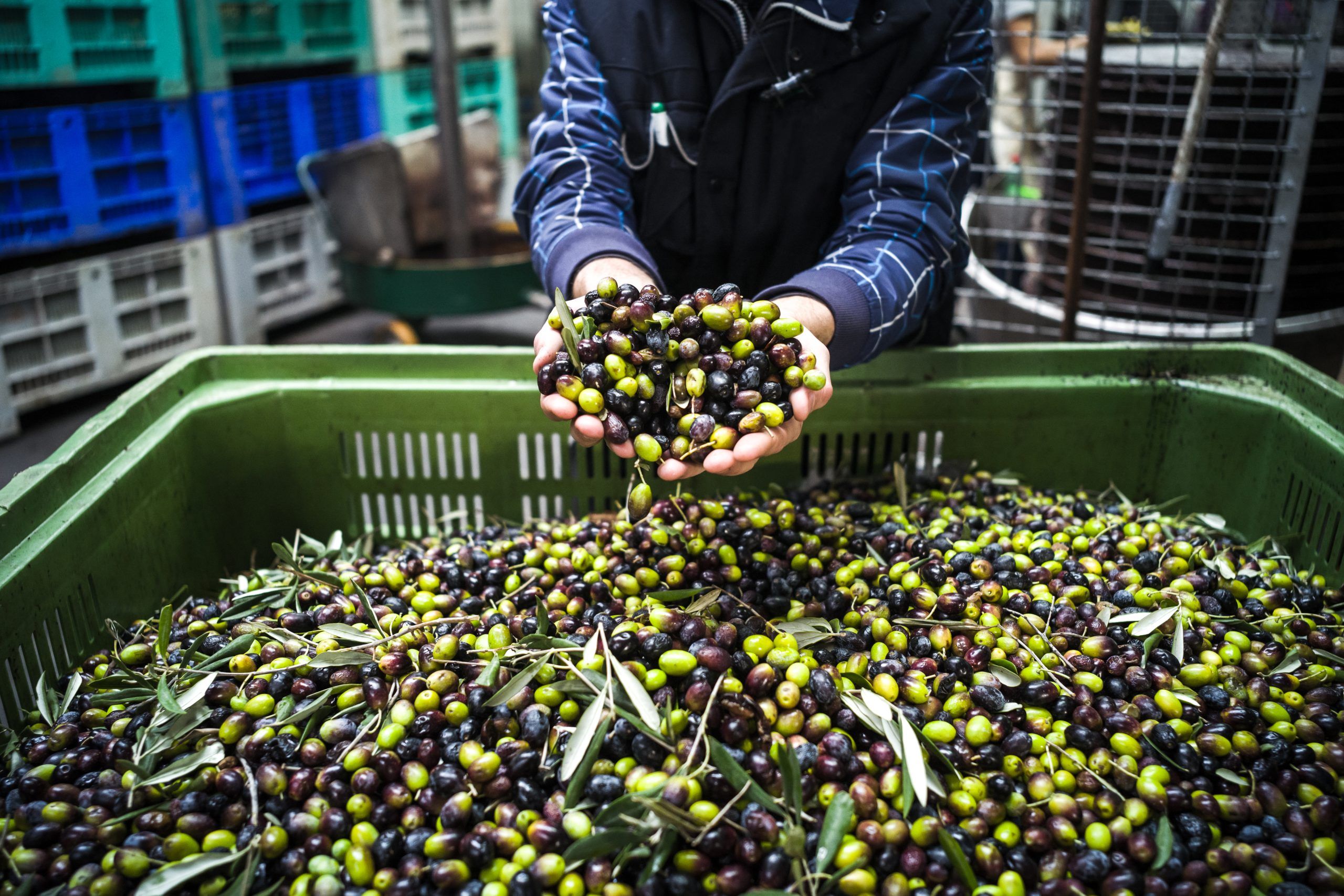 Making of Olive Oil